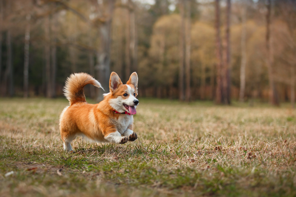 corgi perro gales