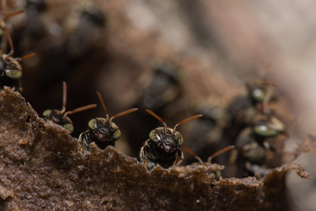 insectos voladores