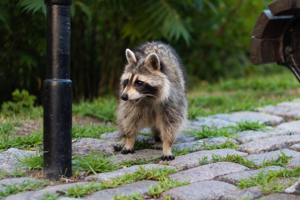 animales salvajes mapache