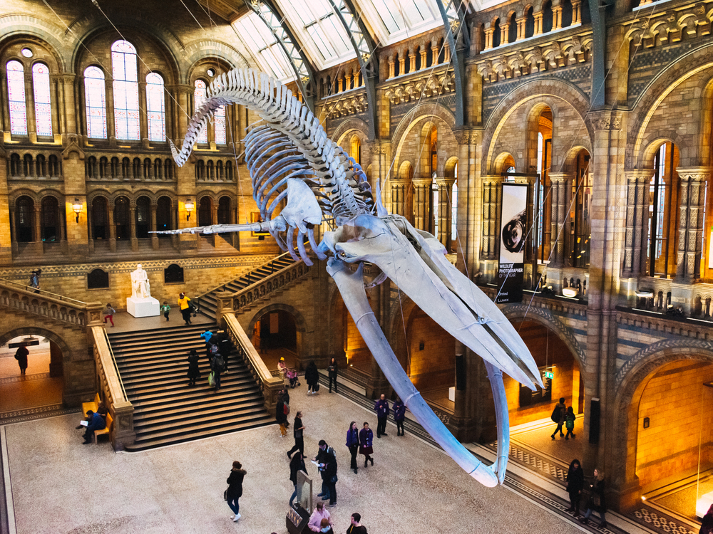 museo historia natural londres
