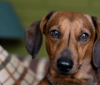 HomeVets: Servicio veterinario a domicilio en Londres