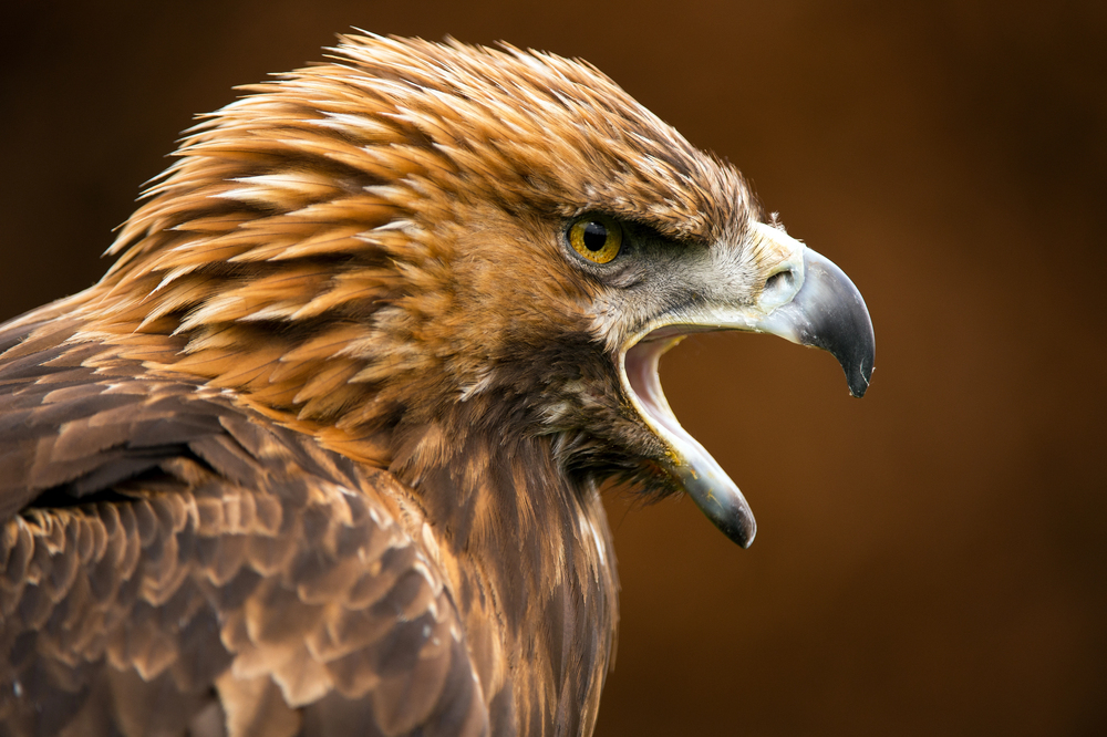 águila real