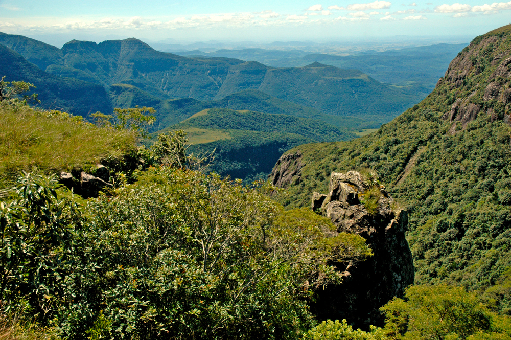 brasil selva