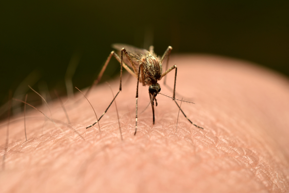 mosquitos londres