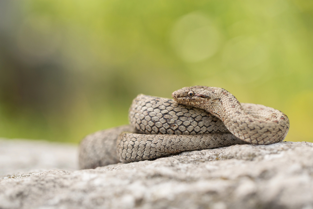 serpiente reino unido