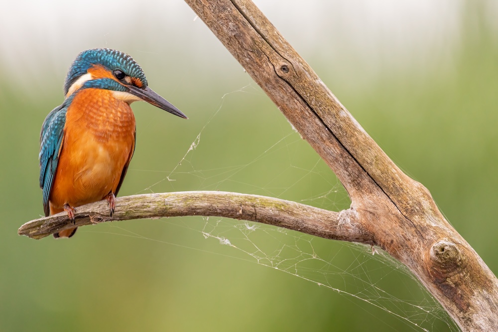 aves inglaterrra